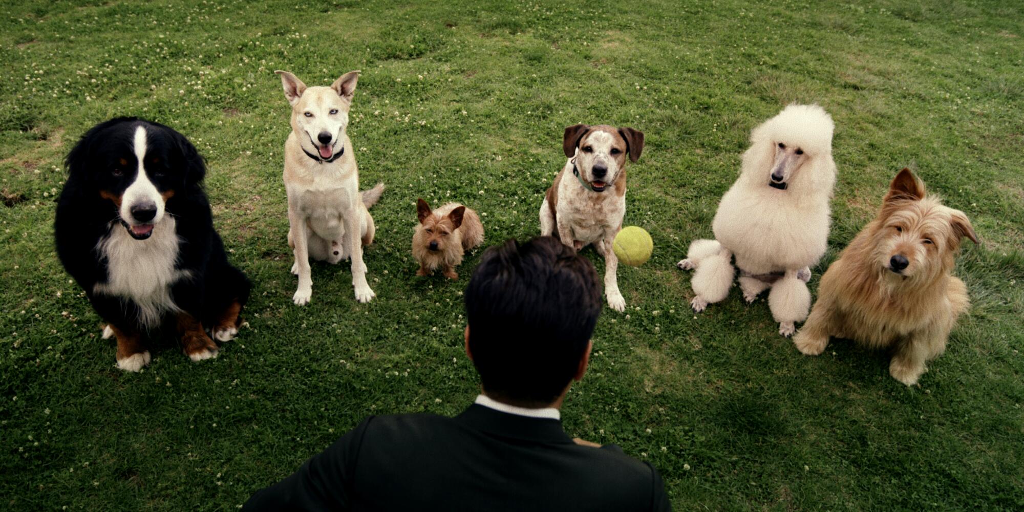 A man makes a tennis ball float in the air, to the delight of six dogs