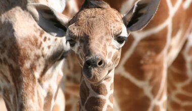 baby giraffe