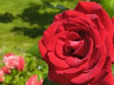Daylight samples, main camera (2x) - 50mm, f/1.7, ISO 100, 1/1130s (4096x3072px) - Motorola Razr 70 review