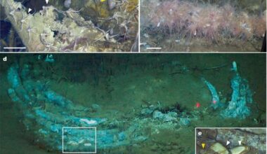 World's Largest 'Whale Graveyard' Teems with Deep-Sea Life Including Species Unknown to Science