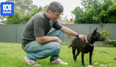 AI designs cancer vaccine for dog but scientists says red tape a barrier for human care