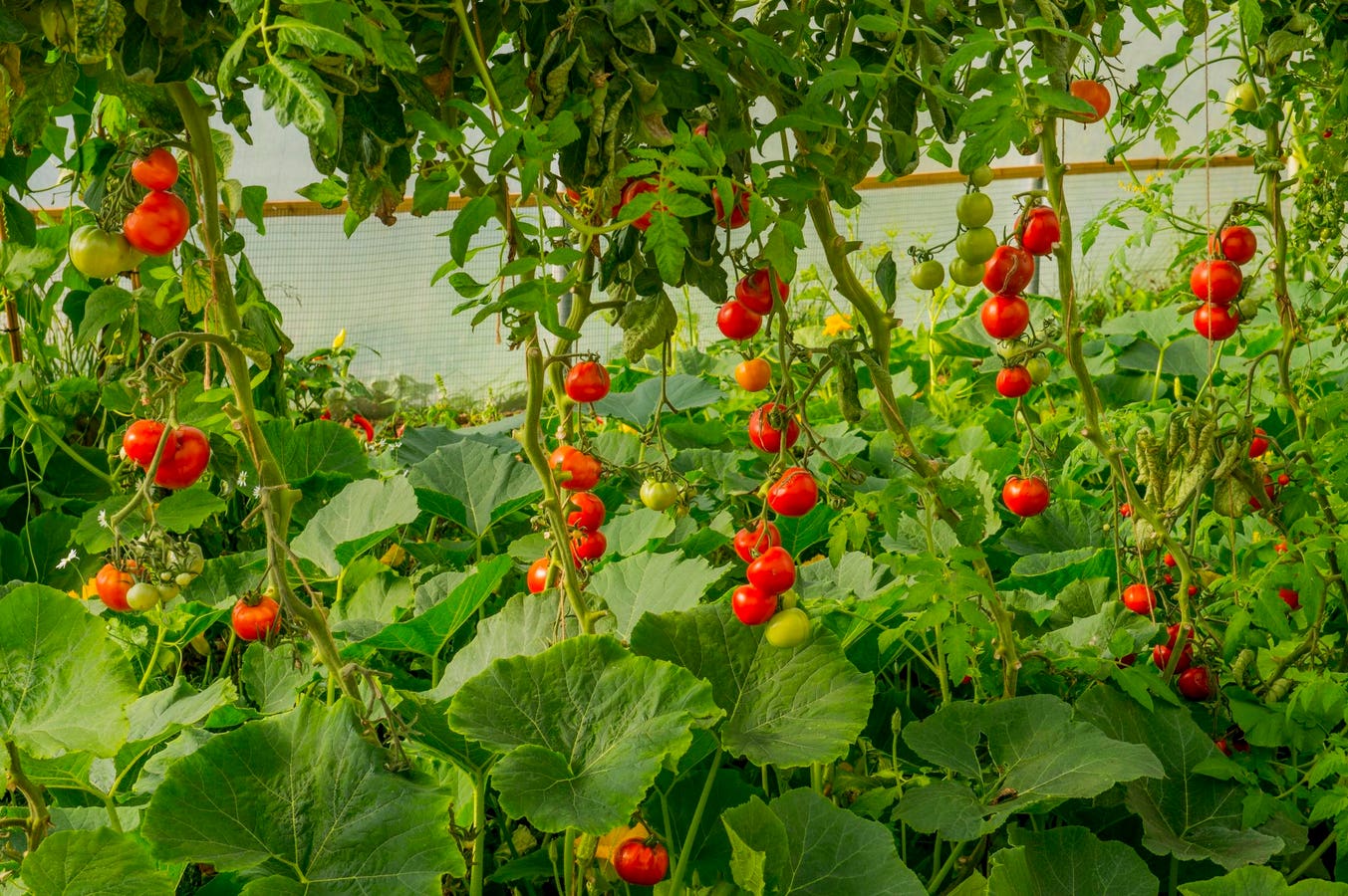 Physical AI Moves into Sustainable Greenhouse Agriculture
