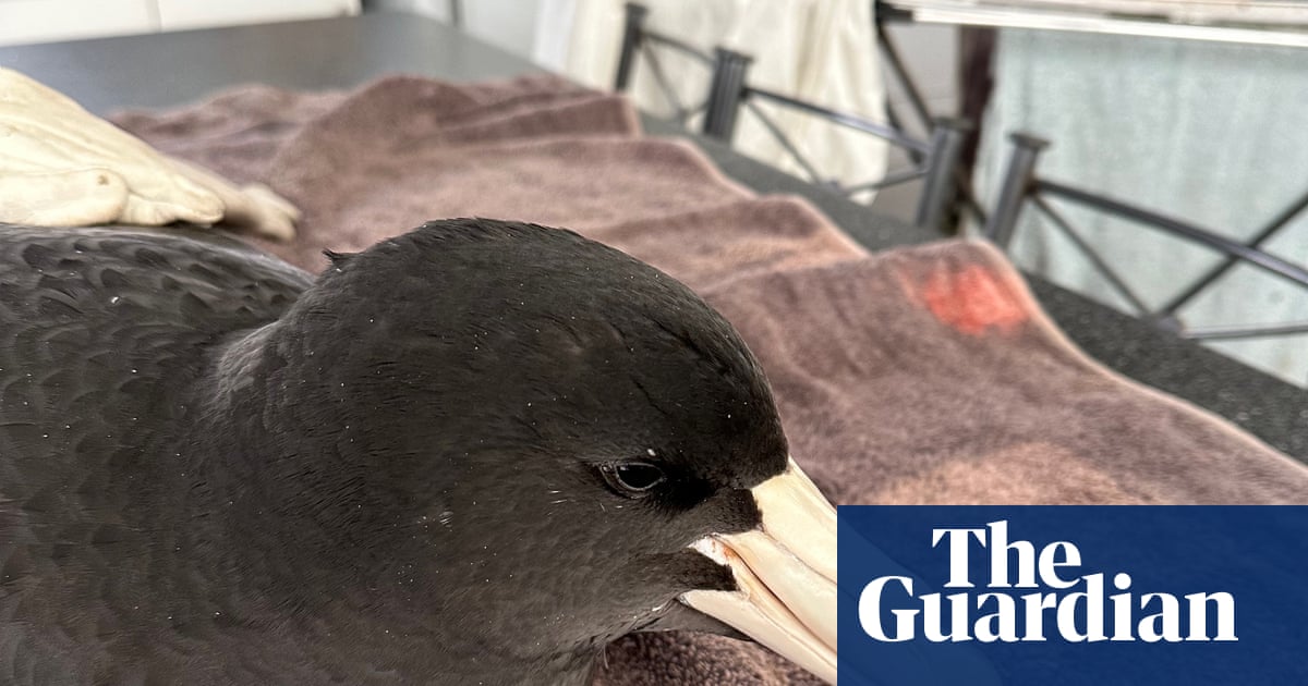 Brown skuas and giant petrels rarely make landfall. When they were found in WA, scientists feared ‘bad news’ for wildlife | Wildlife