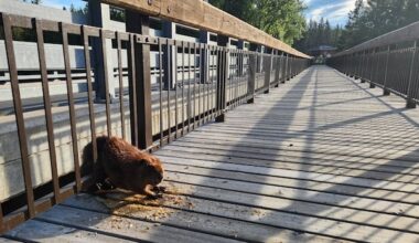 Provincial park staff rescue ‘in distress’ beaver trapped in bridge in Kakabeka Falls, Ont.