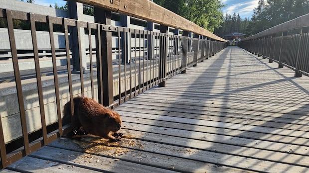 Provincial park staff rescue ‘in distress’ beaver trapped in bridge in Kakabeka Falls, Ont.