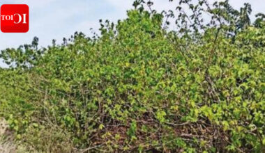 Lantana weed curbs growth of medicinal plants | Hubballi News
