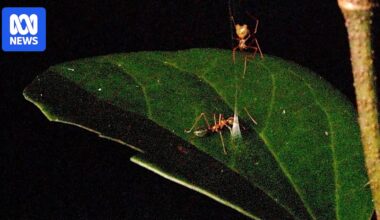 New spider discovered in Queensland uses 'ballista' web to trap prey