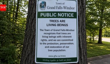 Why a Canadian town has officially recognised trees as living beings with rights | World News