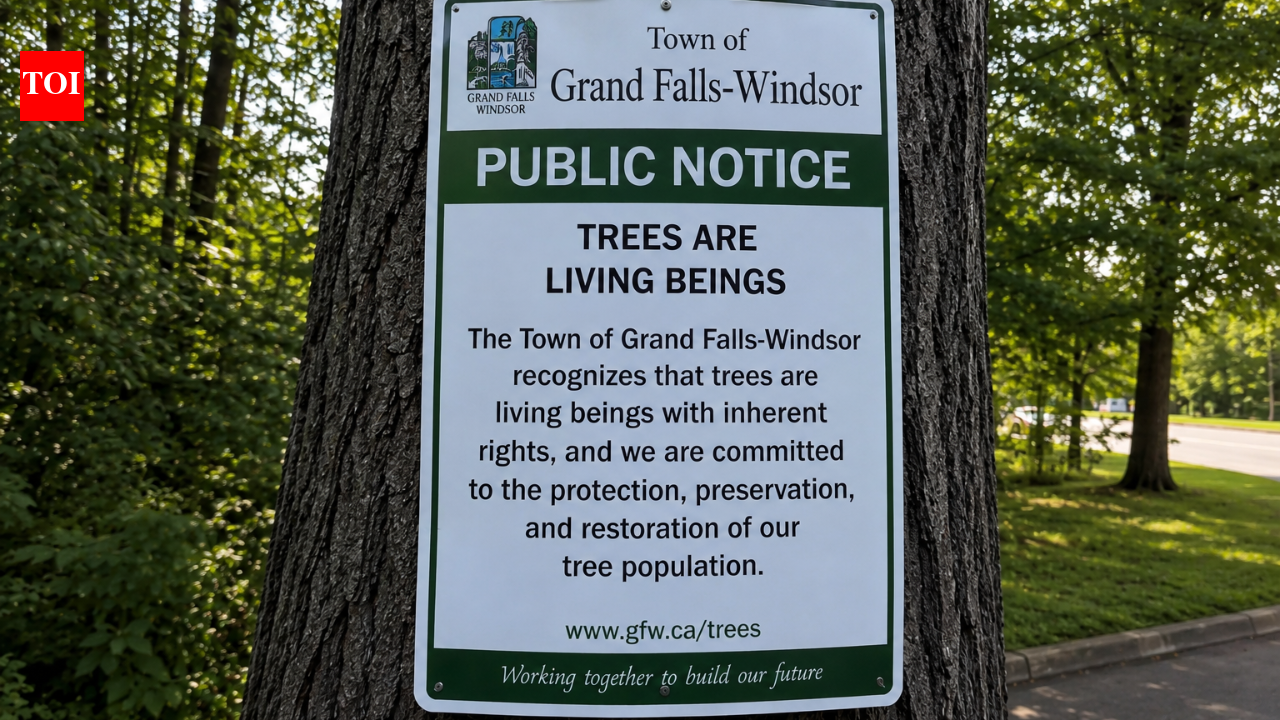 Why a Canadian town has officially recognised trees as living beings with rights | World News