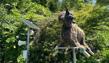 Family Mart Japan installs red-eyed “Monster Wolf” to keep bears away from convenience store