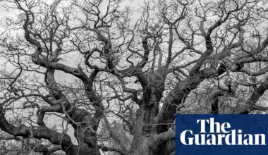 ‘Instant connection to the past’: how the Major oak affected those who saw it | Trees and forests