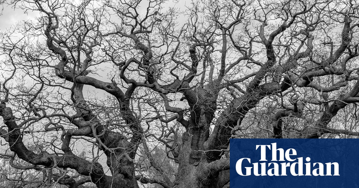 ‘Instant connection to the past’: how the Major oak affected those who saw it | Trees and forests