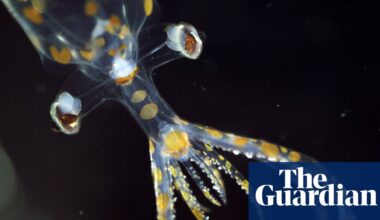 ‘Chock full of incredible animals’: marine expedition uncovers 31 new species in two weeks | Marine life