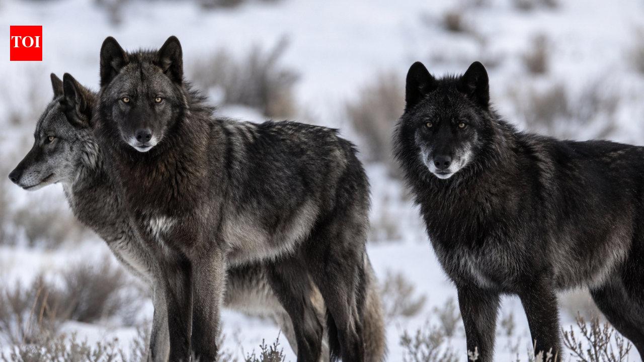 Did wolves really save Yellowstone? New research challenges one of conservation's biggest success stories |