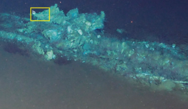 Whale graveyard with hundreds of fossils found deep beneath the Indian Ocean