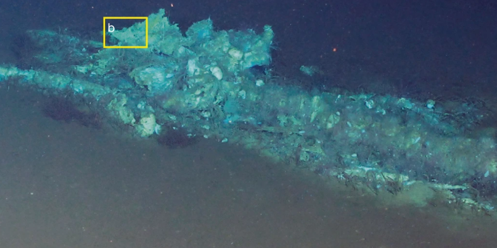 Whale graveyard with hundreds of fossils found deep beneath the Indian Ocean