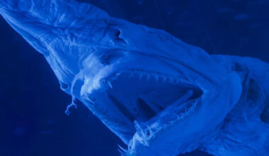 Magnetic sperm and the ugliest shark: science stories of the week