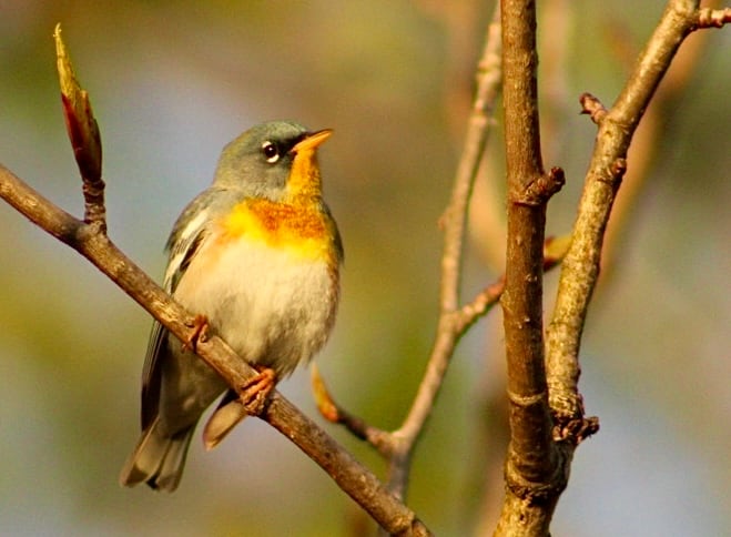 A yellow, white and grey bird perches on a branch in the sun.