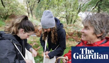 ‘Literally growing the future’: volunteers help save Scottish rainforest by collecting 11m seeds | Trees and forests