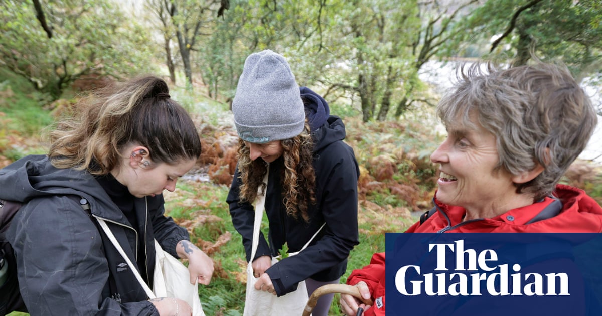 ‘Literally growing the future’: volunteers help save Scottish rainforest by collecting 11m seeds | Trees and forests