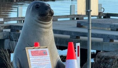 Neil the seal: Why the famous Tasmanian elephant seal is exhibiting concerning, aggressive behaviour