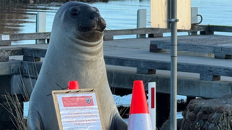 Neil the seal: Why the famous Tasmanian elephant seal is exhibiting concerning, aggressive behaviour