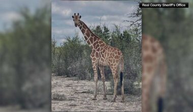 Giraffe in Texas missing for two weeks