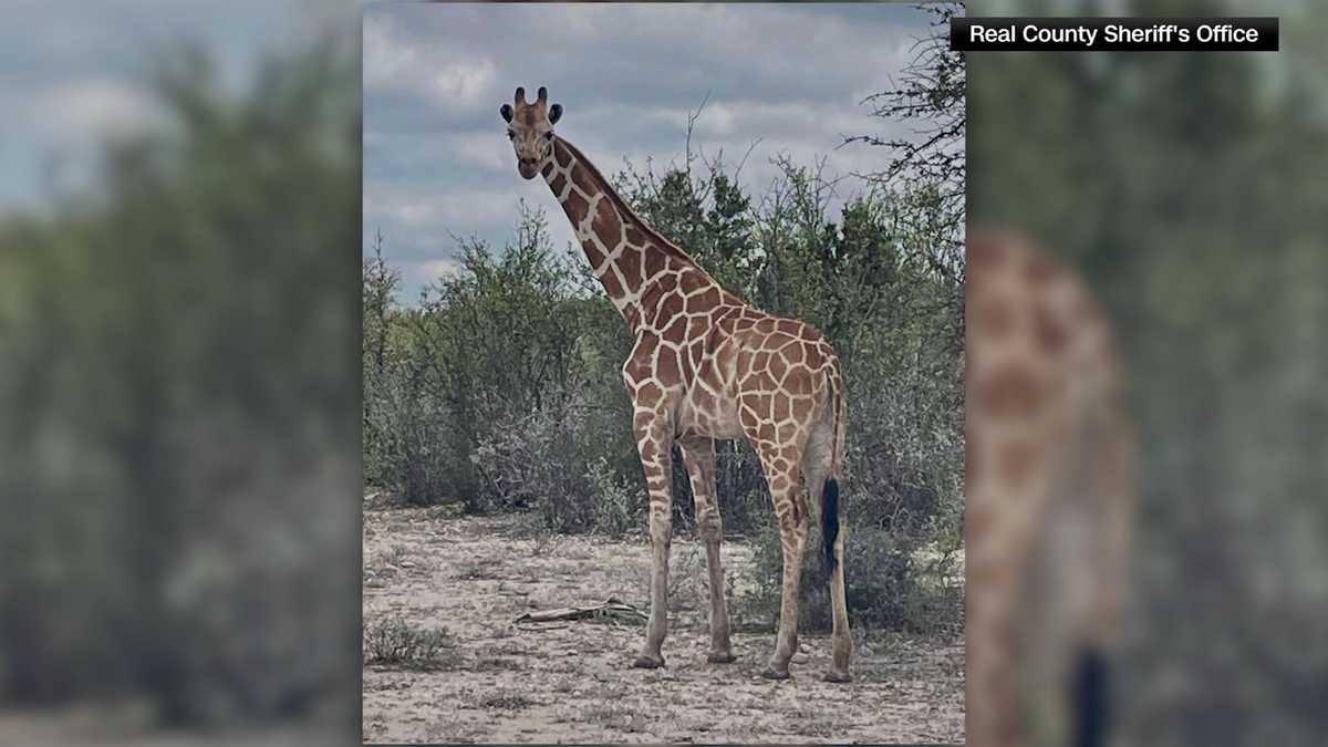 Giraffe in Texas missing for two weeks