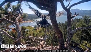 Livestream captures young bald eagle taking first flight in California