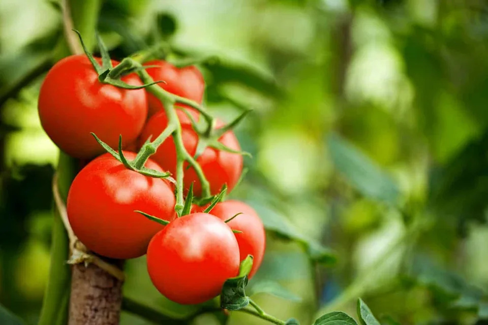 Beautiful red ripe heirloom tomatoes grown in a greenhouse. Gardening tomato photograph with copy space. Shallow depth of field