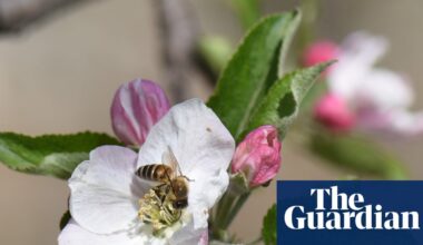 Pollinators in peril: scientists reveal the hidden human health costs of the world’s disappearing bees | Bees
