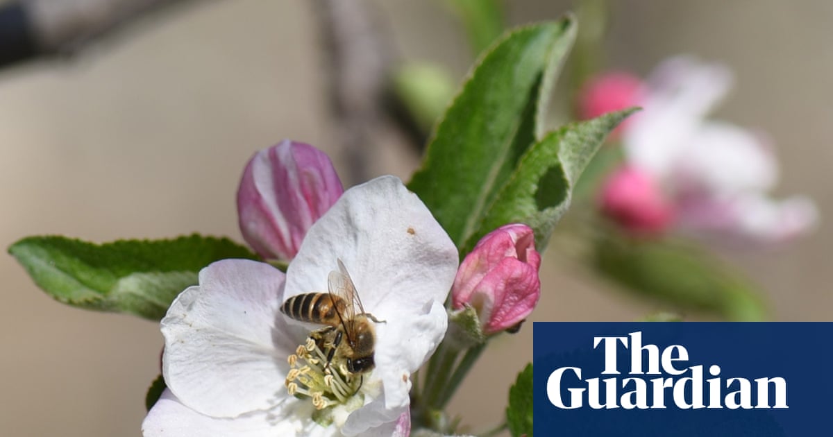 Pollinators in peril: scientists reveal the hidden human health costs of the world’s disappearing bees | Bees