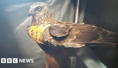 'Touch and go' whether bird of prey survives Jersey plane ordeal - BBC