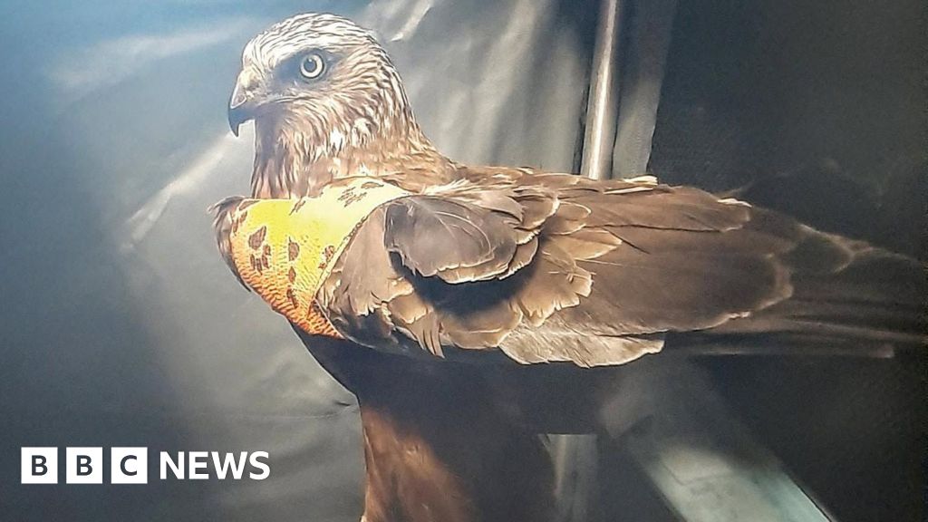 'Touch and go' whether bird of prey survives Jersey plane ordeal - BBC