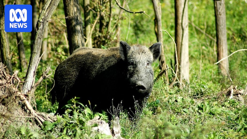 Kangaroo Island declared feral pig-free two years after last sightings