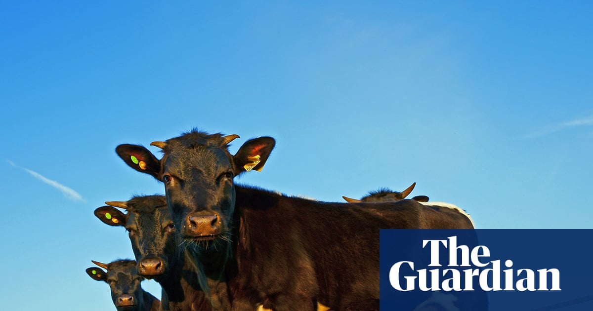 ‘British food will disappear’: trade deal after Brexit is hitting UK farmers hard | Farming