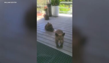 3 bear cubs wander into Yucaipa backyard - ABC7 video