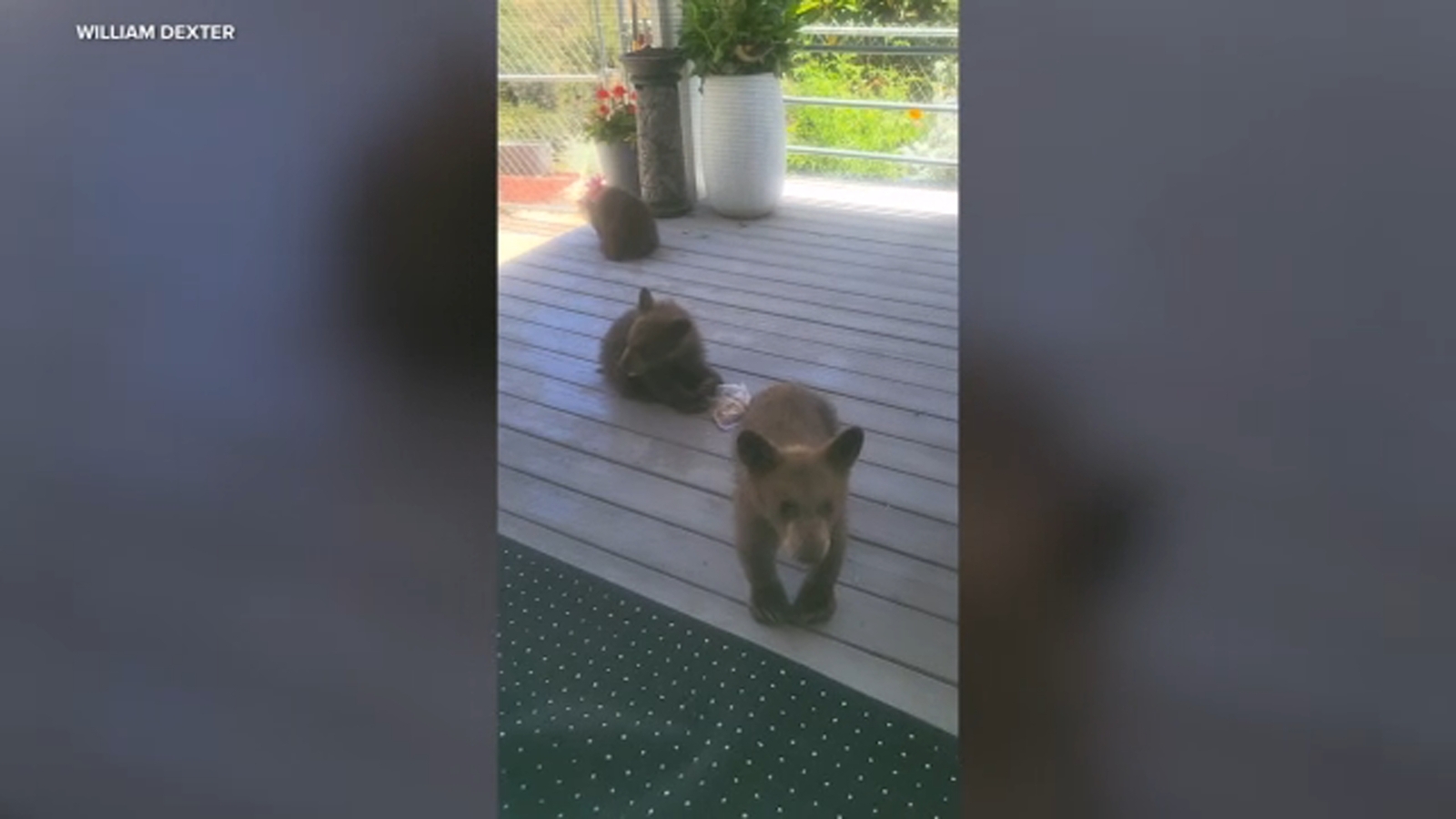3 bear cubs wander into Yucaipa backyard - ABC7 video