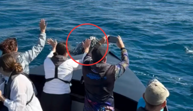 Boatful of tourists left screaming after breathtaking moment off Aussie coast: 'Absolutely blown away'