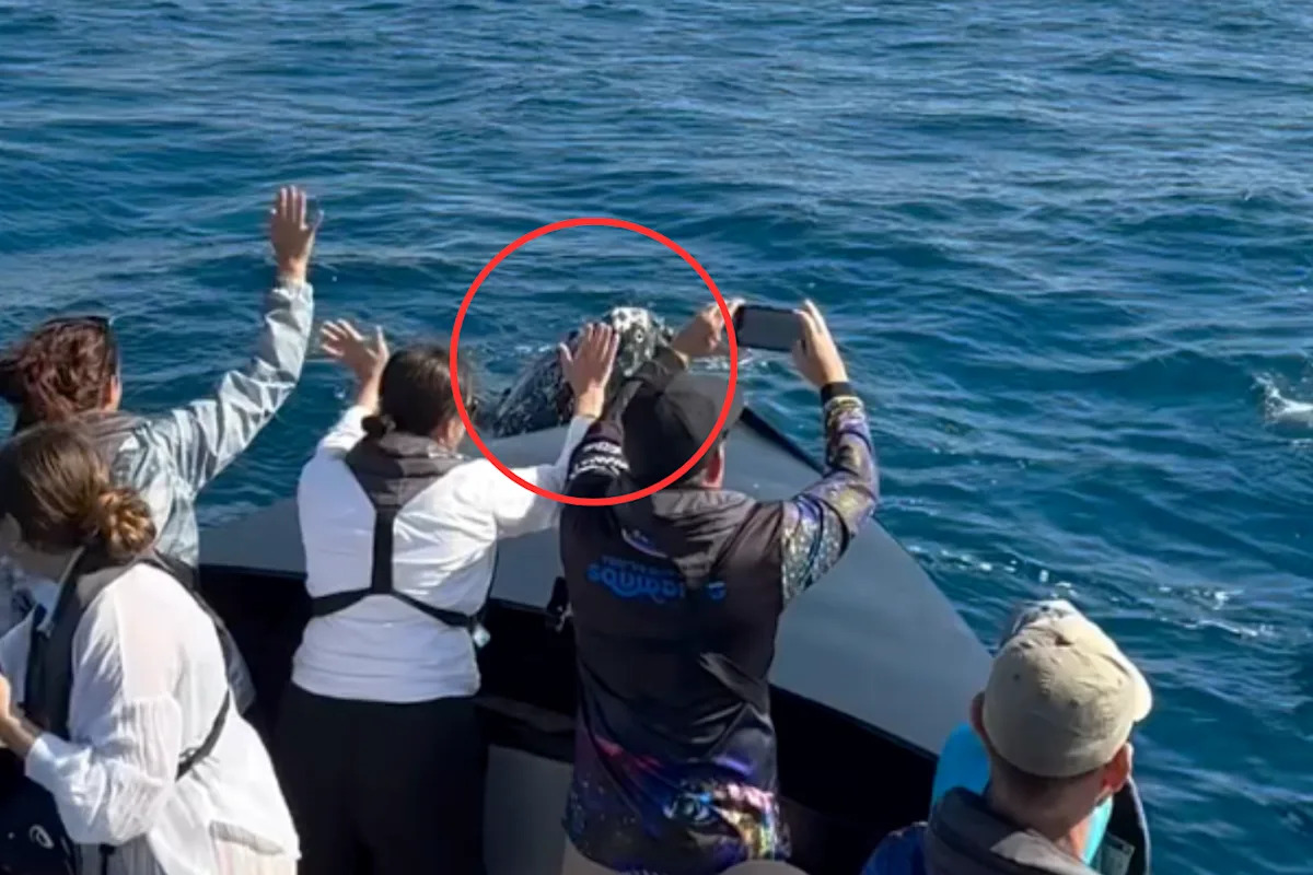 Boatful of tourists left screaming after breathtaking moment off Aussie coast: 'Absolutely blown away'