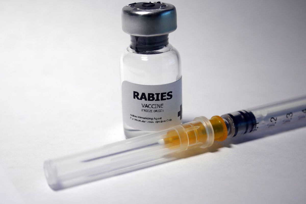 There is a vaccine for rabies but if symptoms show its already too late 