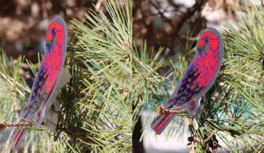 Photonic glasses deliver angle-independent structural colour, including reds – Physics World
