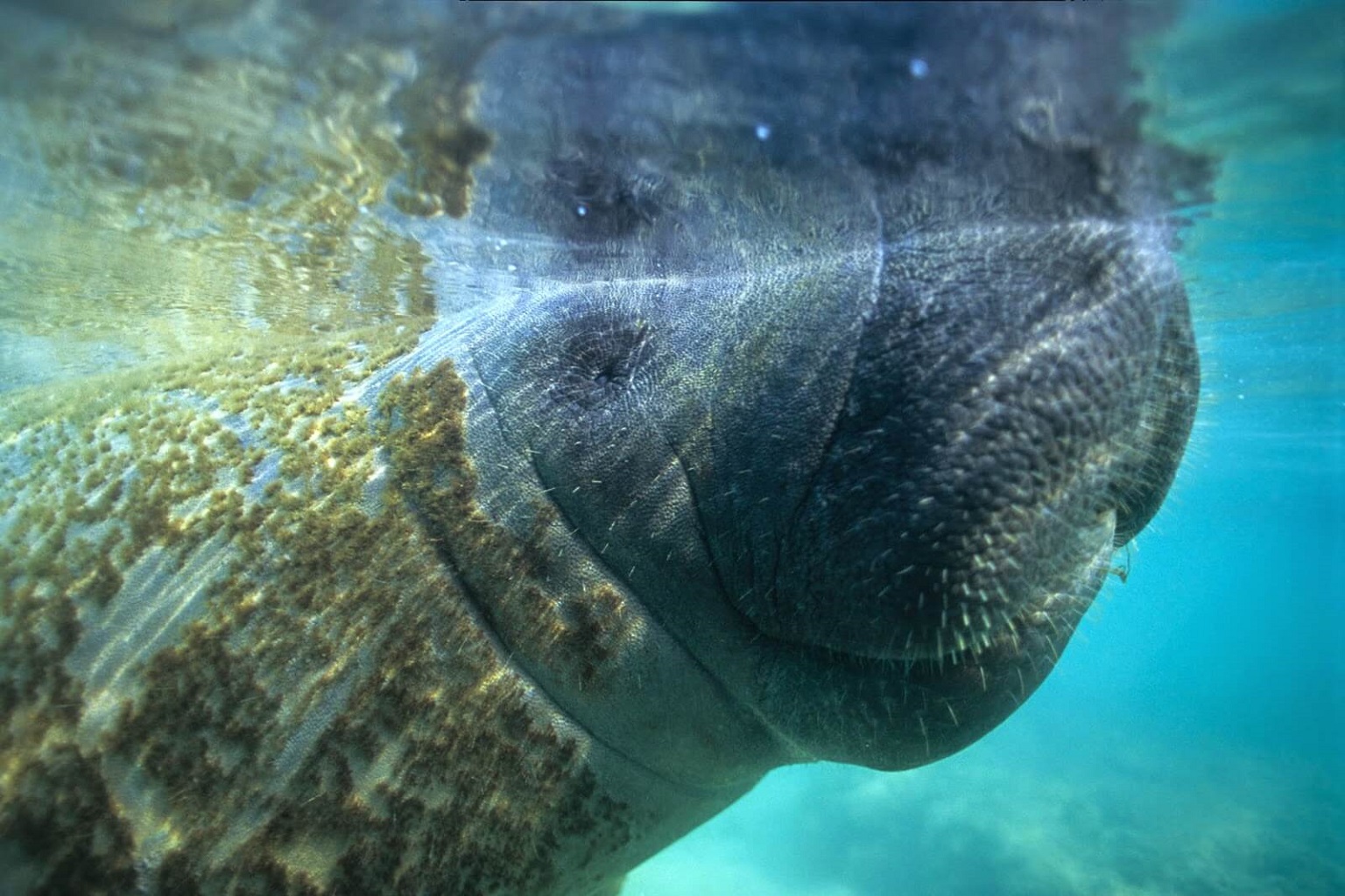 Manatees living in the mouth of the Amazon River are hybrids of the marine and freshwater species, according to scientists.