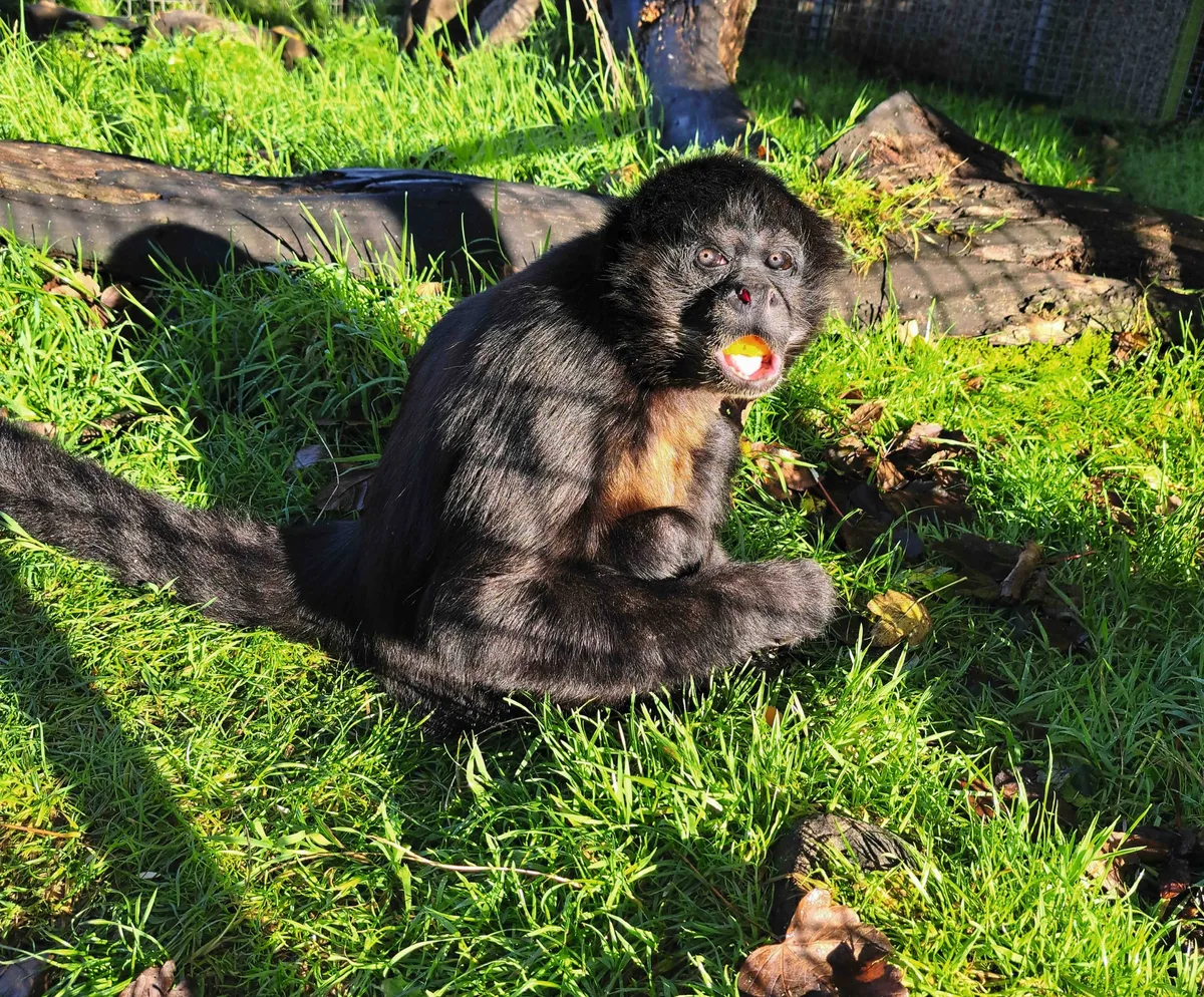 Jon-Jon, the spider monkey rescued from life in a parrot cage
