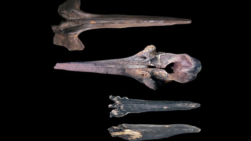 Scientists find vast whale graveyard dating back millions of years