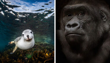 1839 Photography Awards Reveal 22 Stunning Winning Animal Photos Worth Seeing