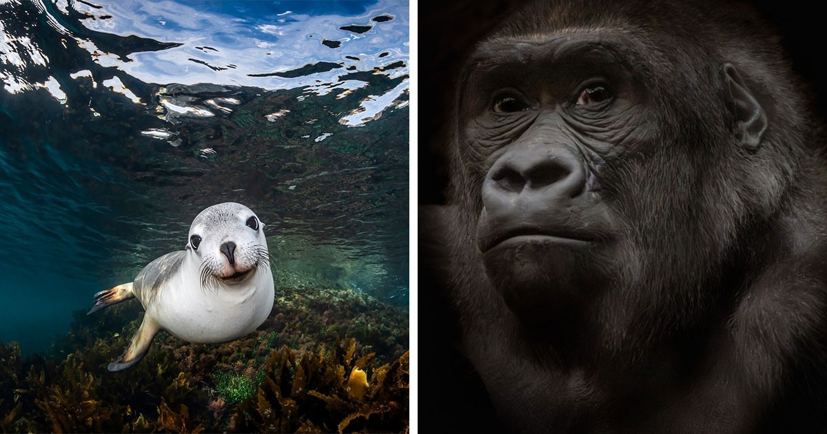 1839 Photography Awards Reveal 22 Stunning Winning Animal Photos Worth Seeing