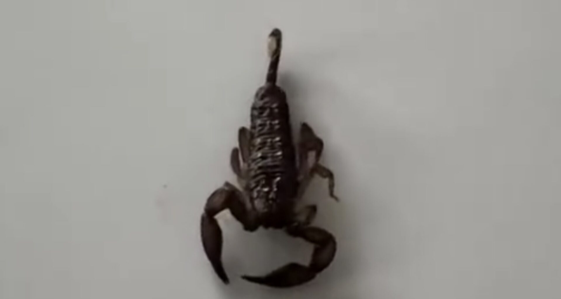 Fijian scorpion hitchhikes to New Zealand