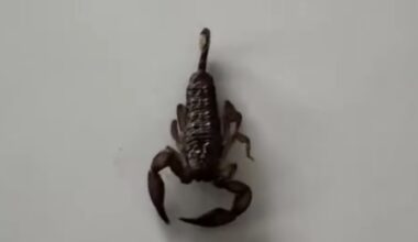 Fijian scorpion hitchhikes to New Zealand