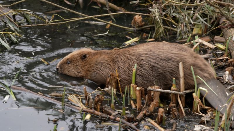 Beaver rewilding: This city had a flooding problem, so it turned to the world’s second largest rodent for help
